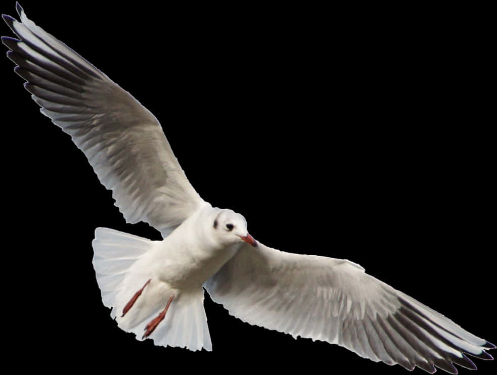 Free Png Download Gull Png Images Background Png Images - Seagull Flying No Background, Transparent Png