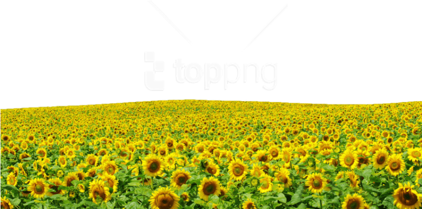 A Field Of Sunflowers With A Black Background