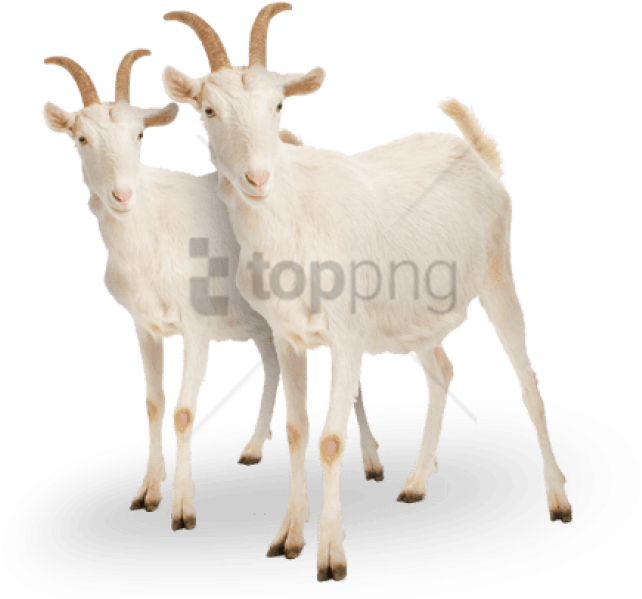 Two White Goats With Horns