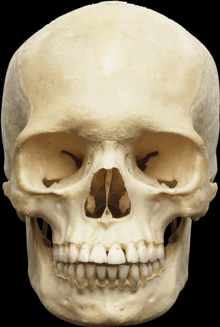 Free Png Skull Png Images Transparent - Skull Of Human Body