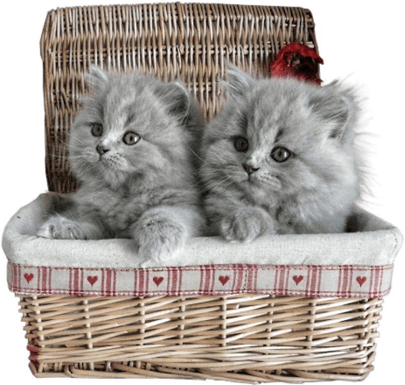 Two Cats In A Basket
