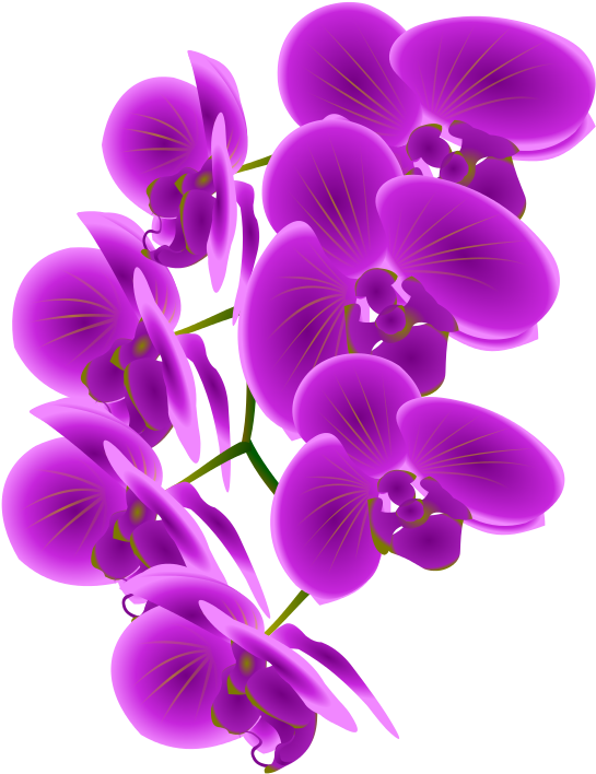 A Purple Flowers On A Black Background