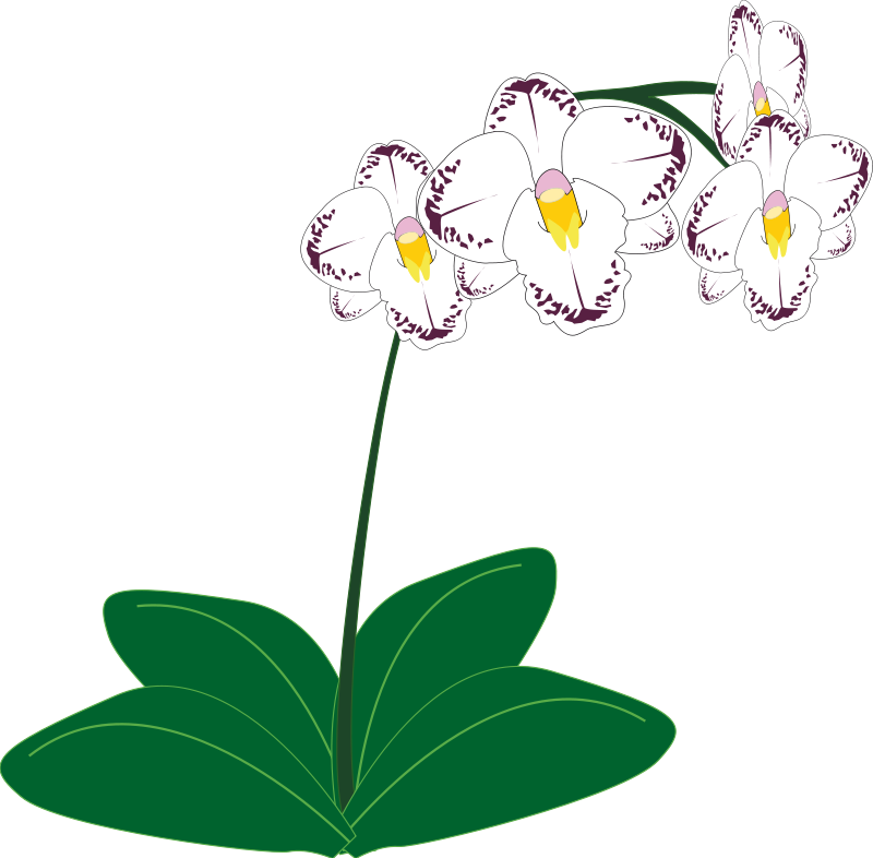 A White And Purple Flower