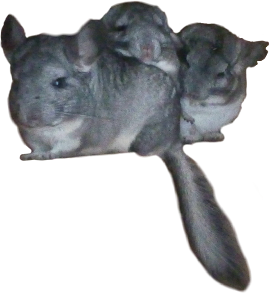 A Group Of Chinchillas On A Black Background
