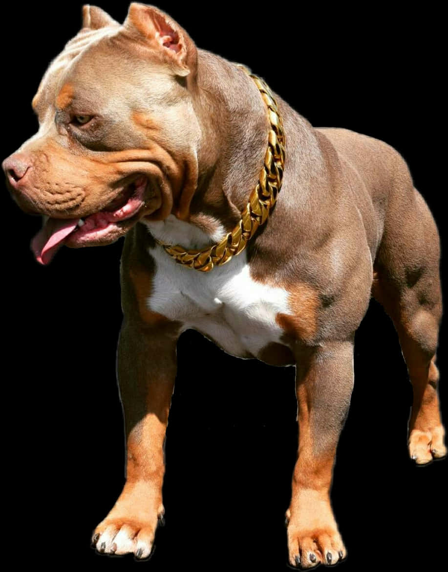 A Dog With A Gold Chain Around Its Neck