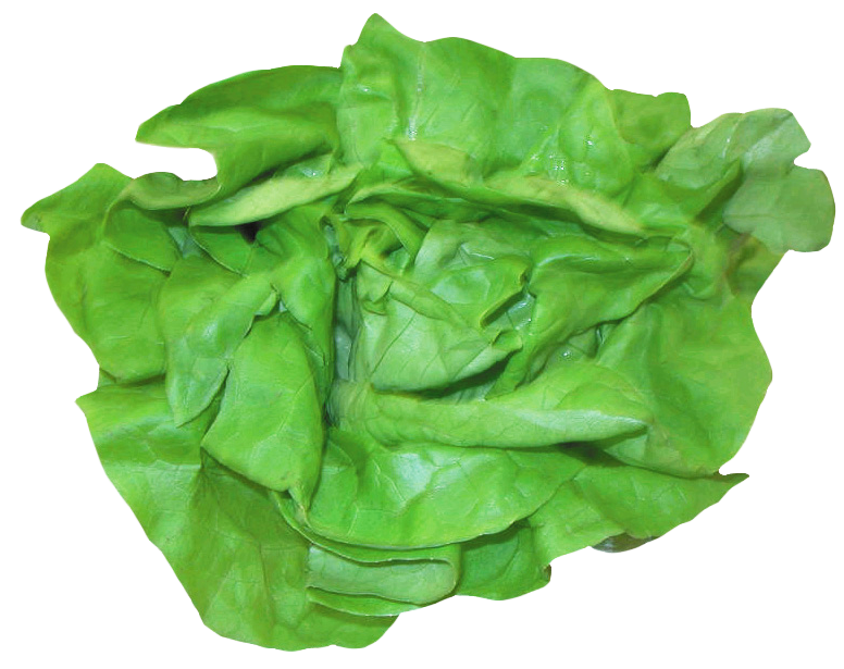 A Green Lettuce On A Black Background