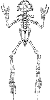 A Skeleton With Legs And Arms
