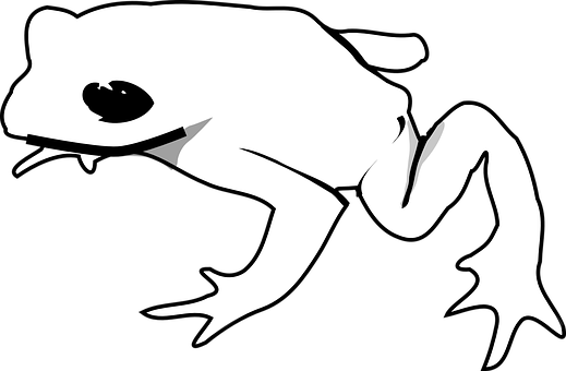 A White Frog With Black Background