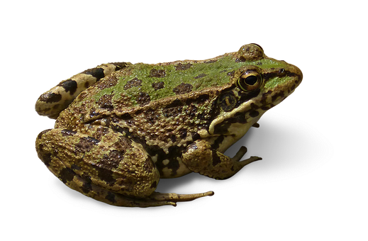 A Green And Brown Frog