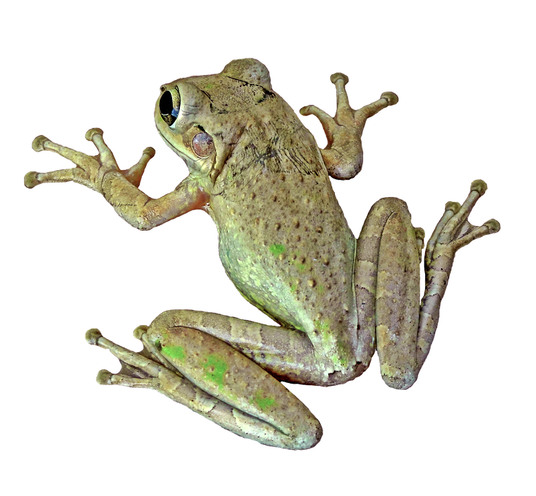 A Frog On A Black Background