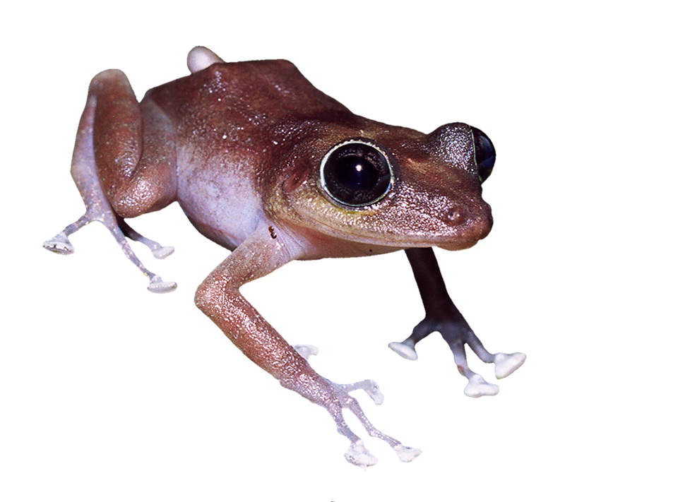 A Close Up Of A Frog