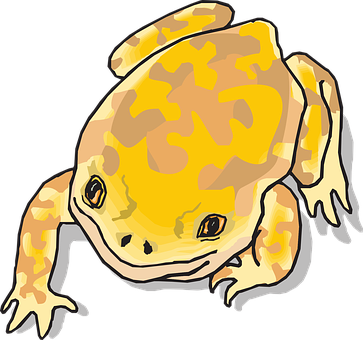 A Yellow Frog With Black Background