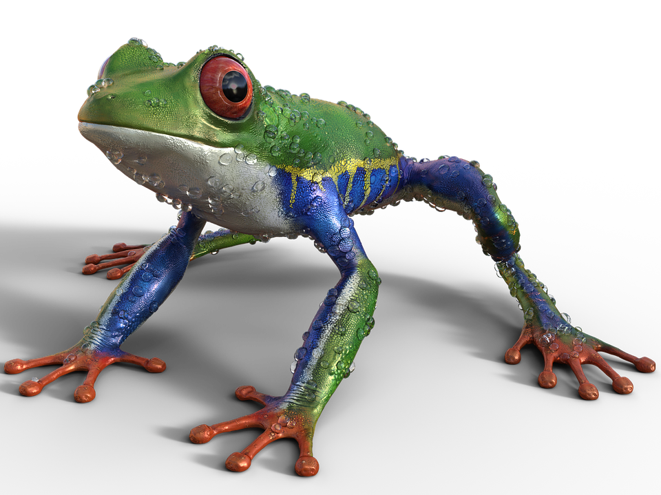 A Frog With Water Drops On Its Body