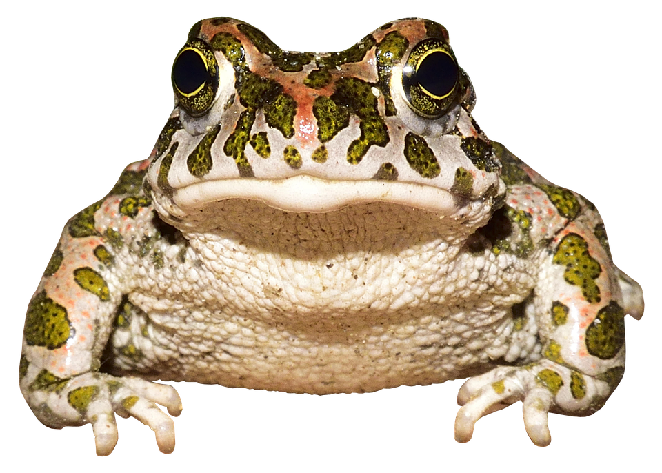 A Close Up Of A Frog