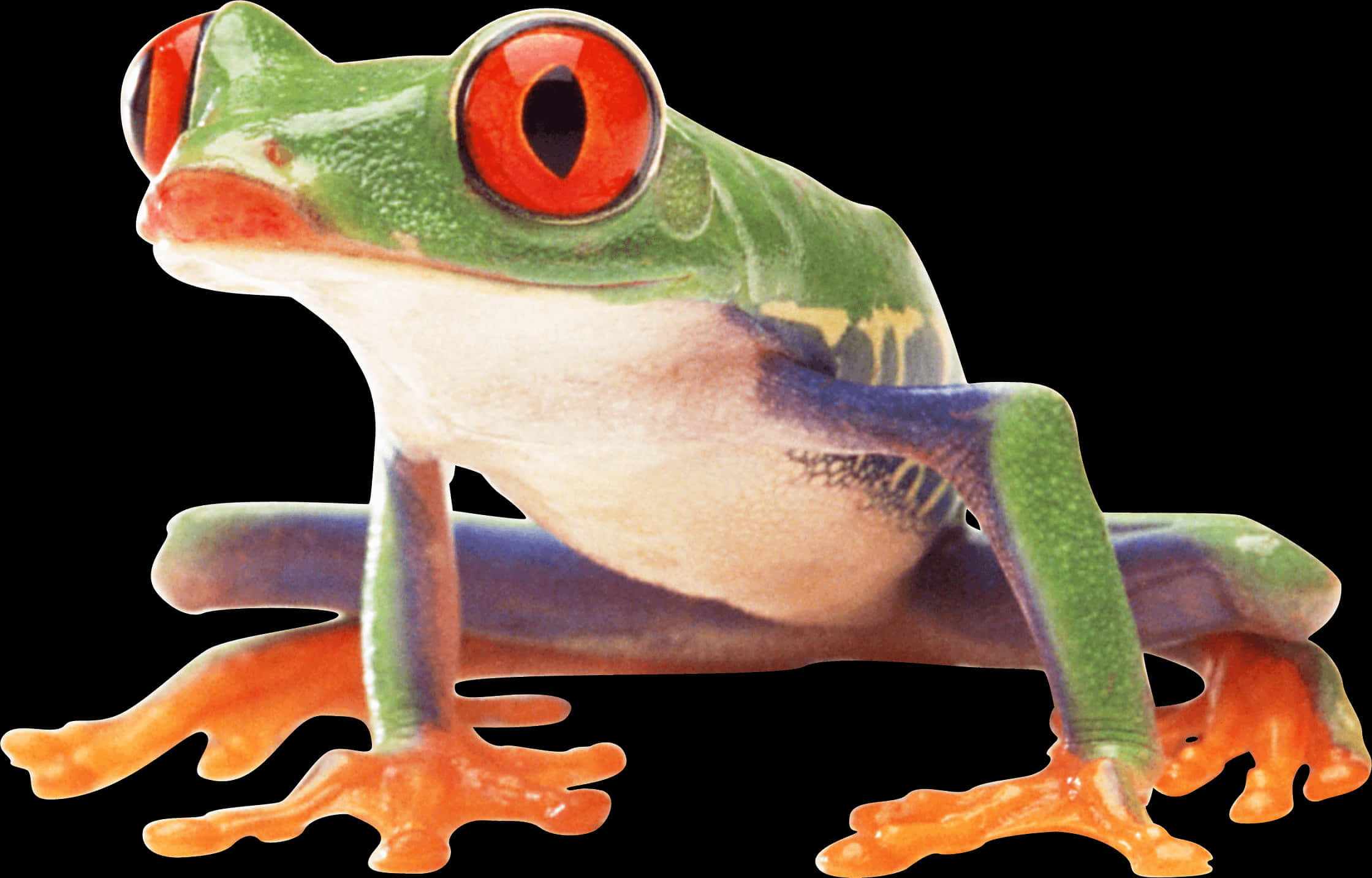 A Frog With Red Eyes