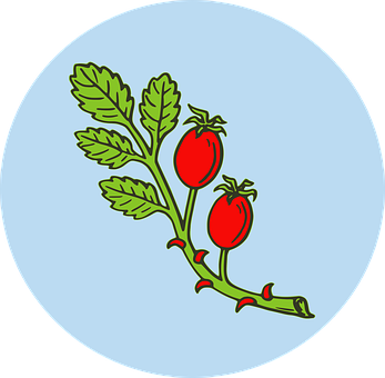 A Drawing Of A Plant With Red Berries