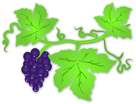 A Green Vine With Purple Grapes