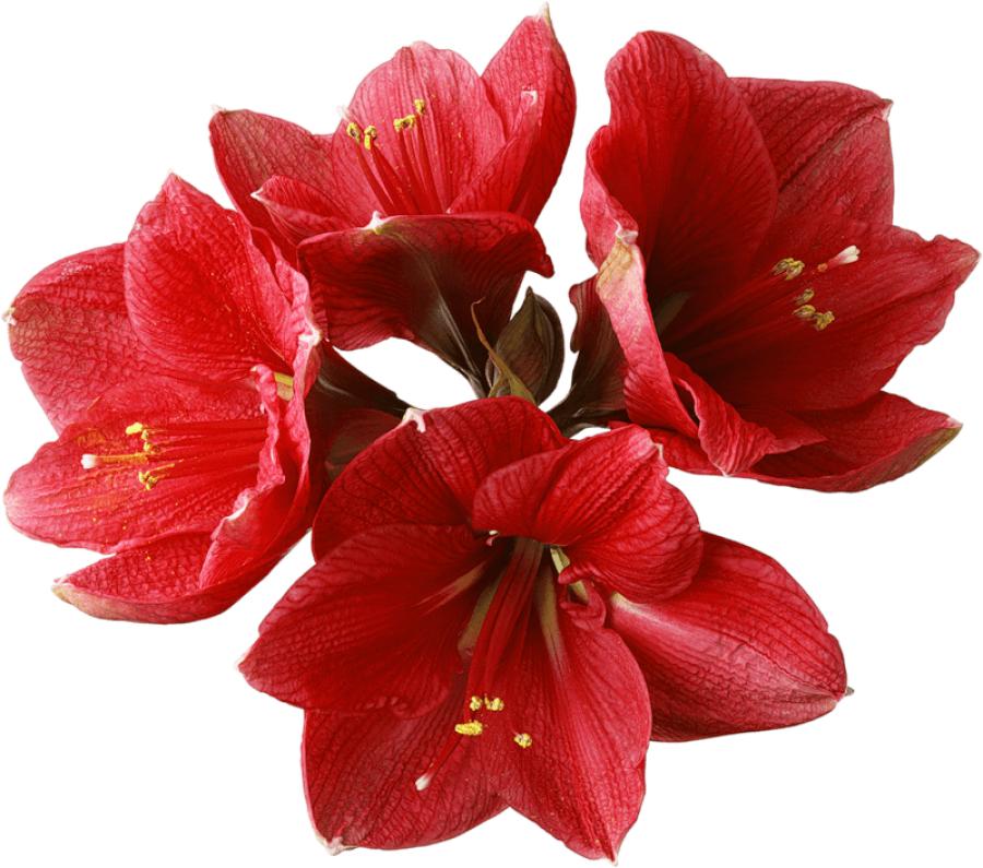 A Group Of Red Flowers