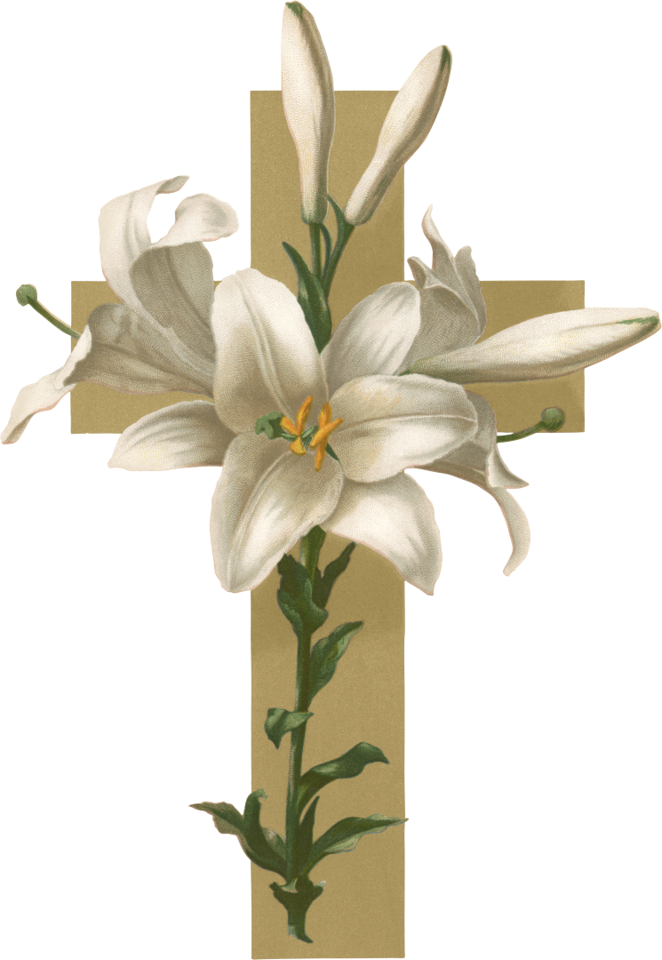 A White Lily On A Black Background