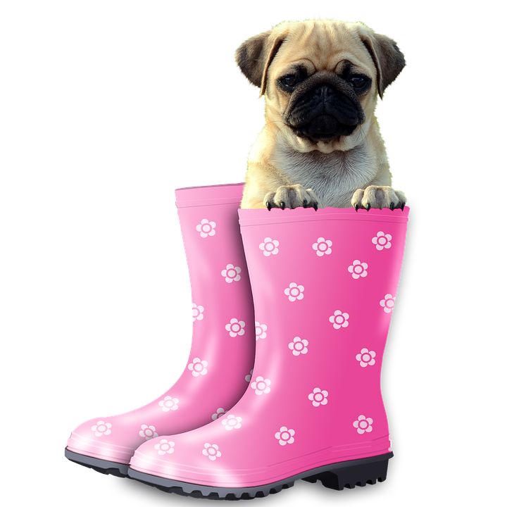 A Dog In A Pink Boot