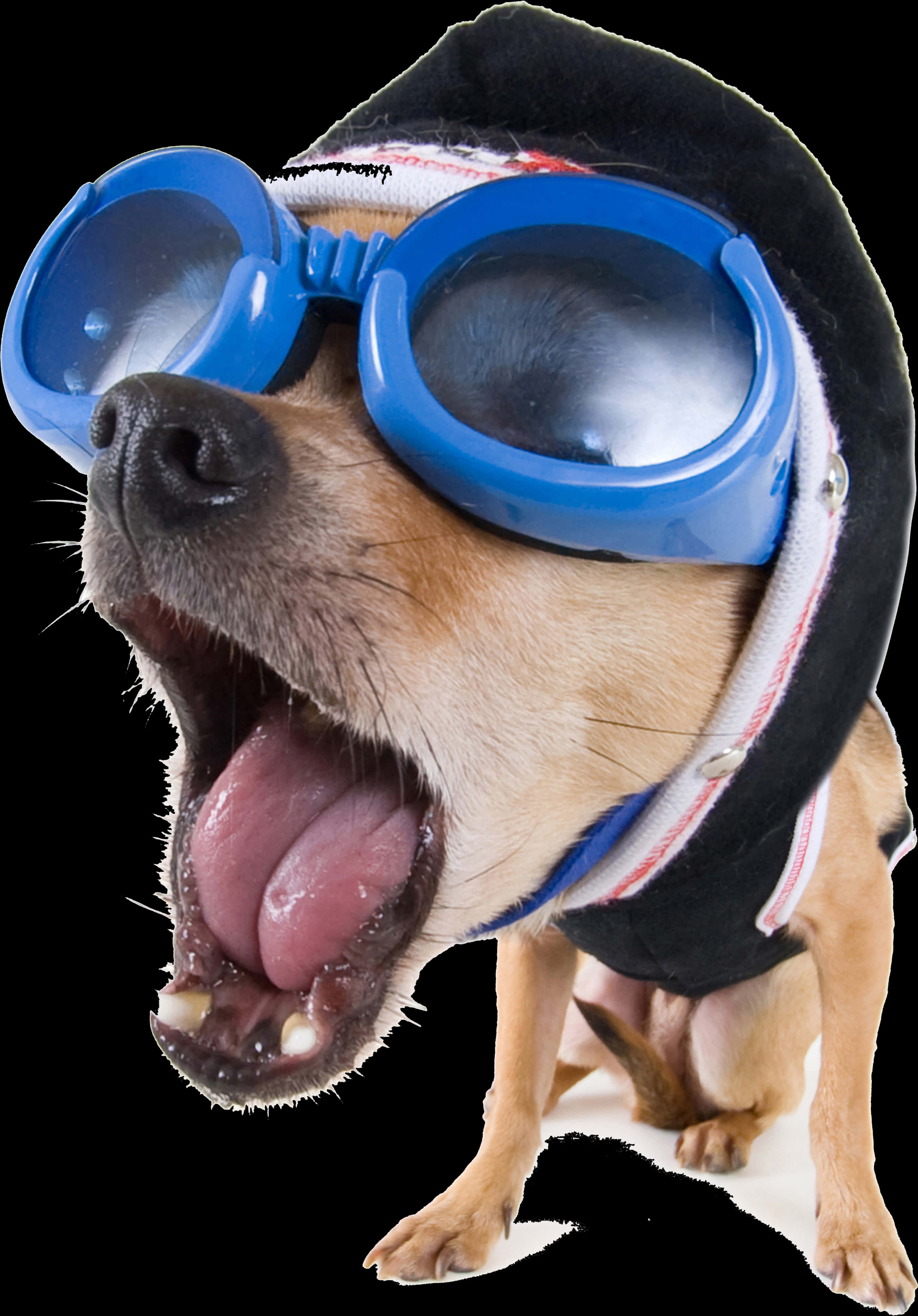 A Dog Wearing Goggles And A Hat