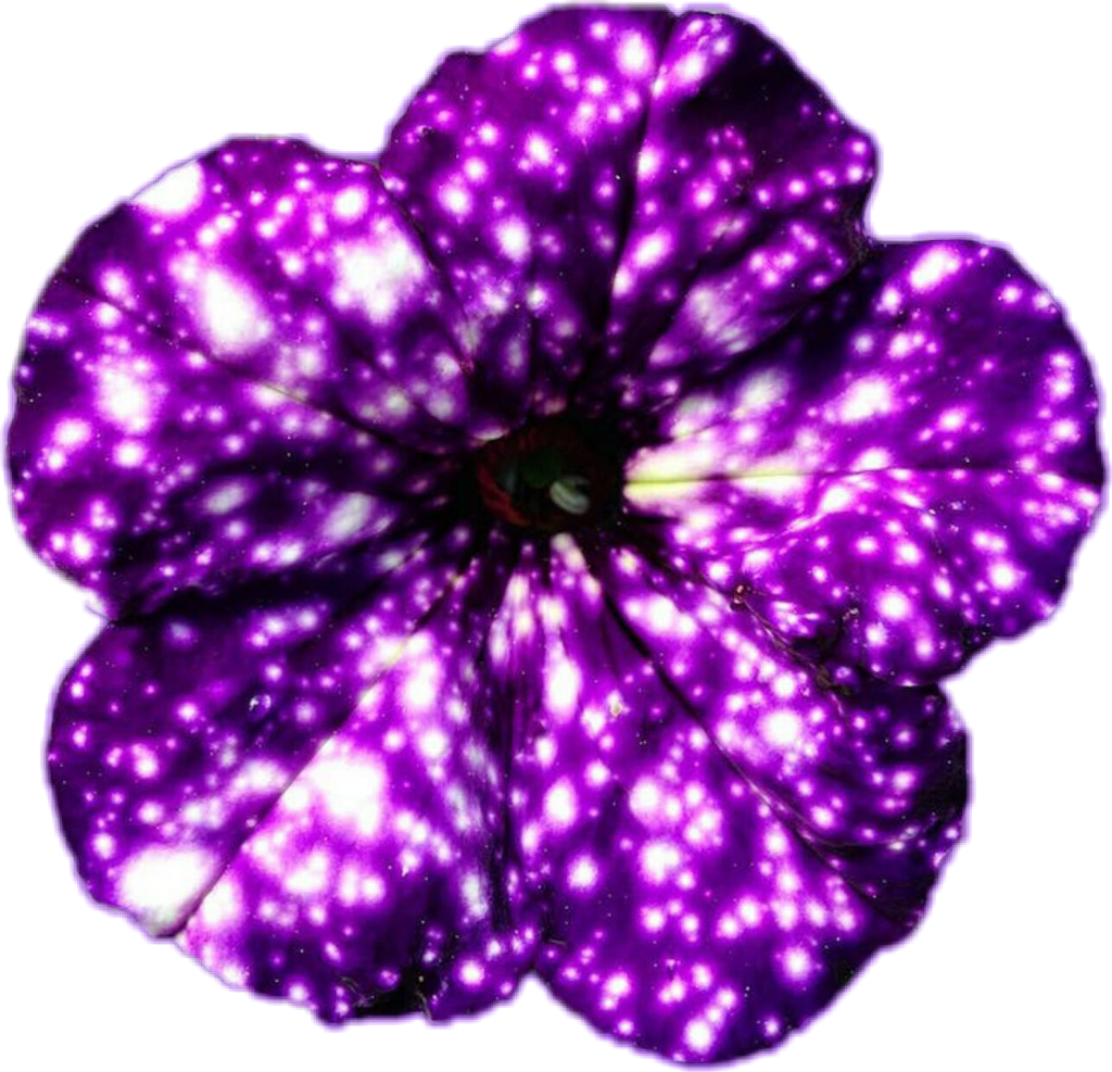 A Purple Flower With White Spots