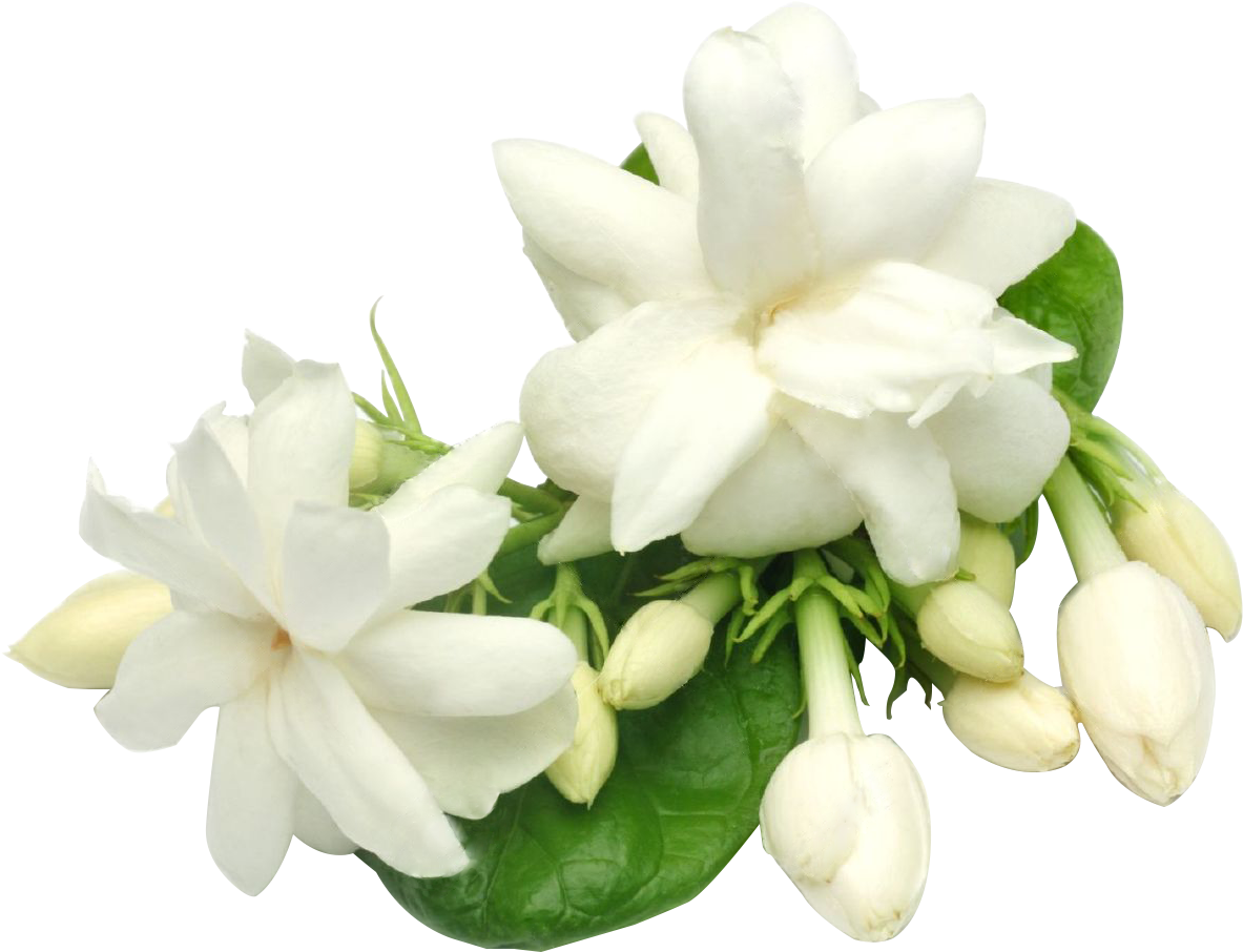 A Close Up Of White Flowers