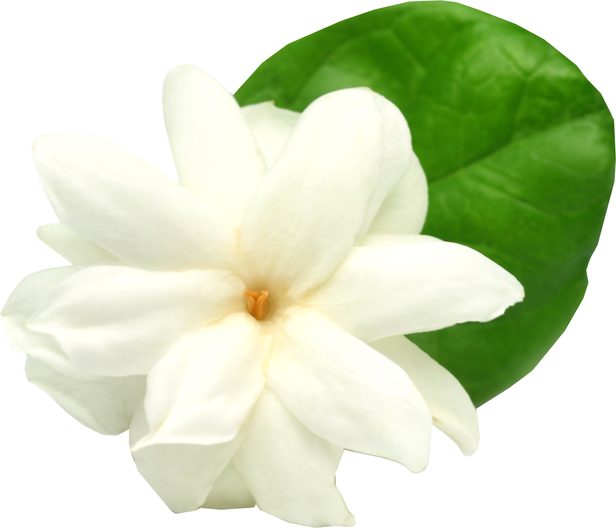 A White Flower With A Green Leaf