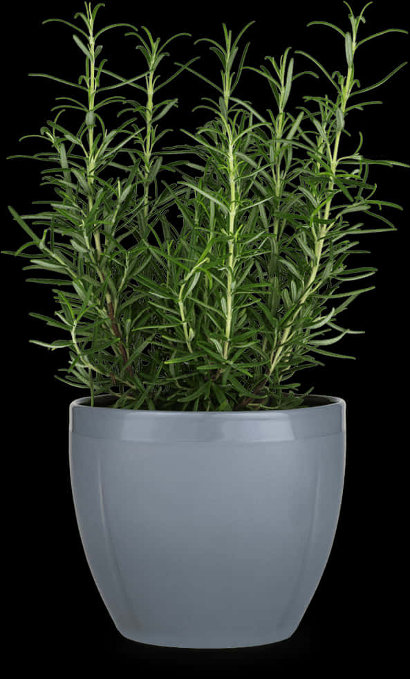 Plant In Gray Flower Pot