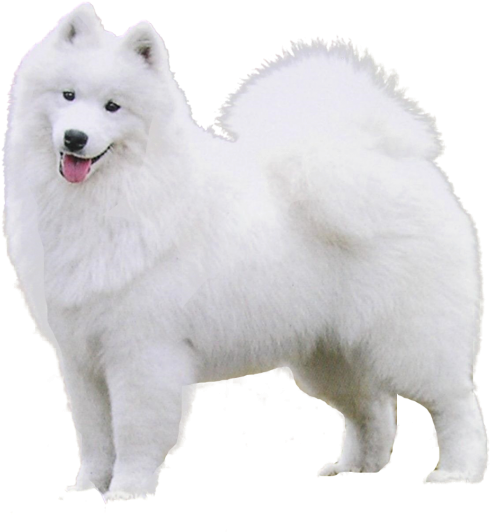 A White Fluffy Dog With Its Tongue Out