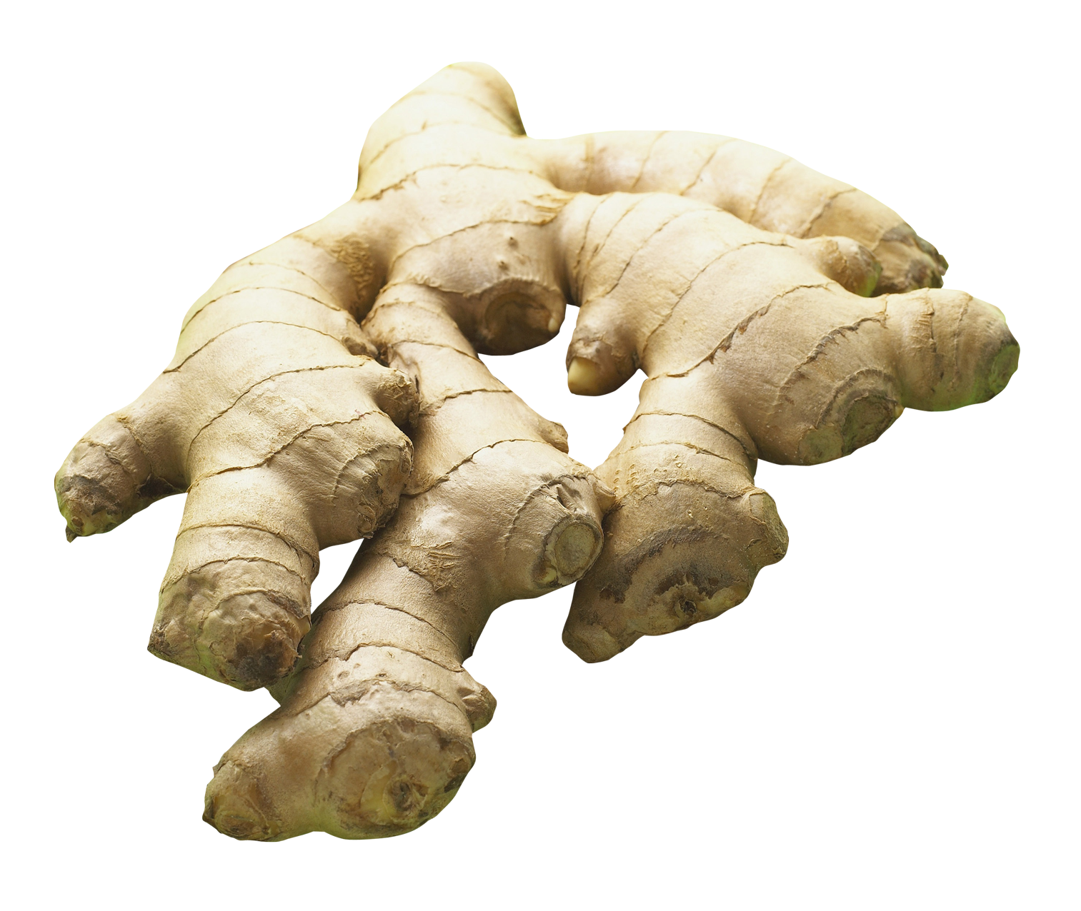Ginger Png 1513 X 1276