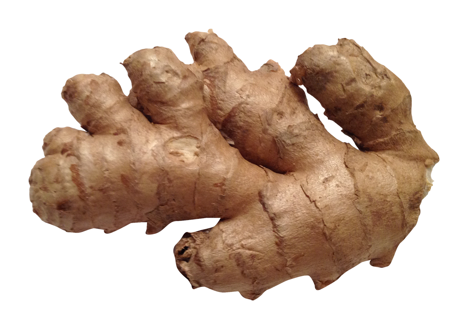 Ginger Png 1506 X 1062