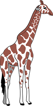 A Giraffe With A Black Background