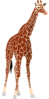 A Giraffe Standing On A Black Background