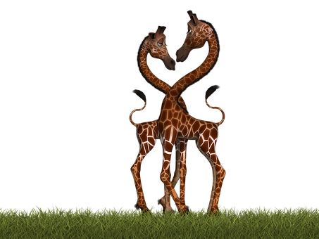 Giraffes Standing In A Grassy Field With Their Heads Twisted Into Their Necks