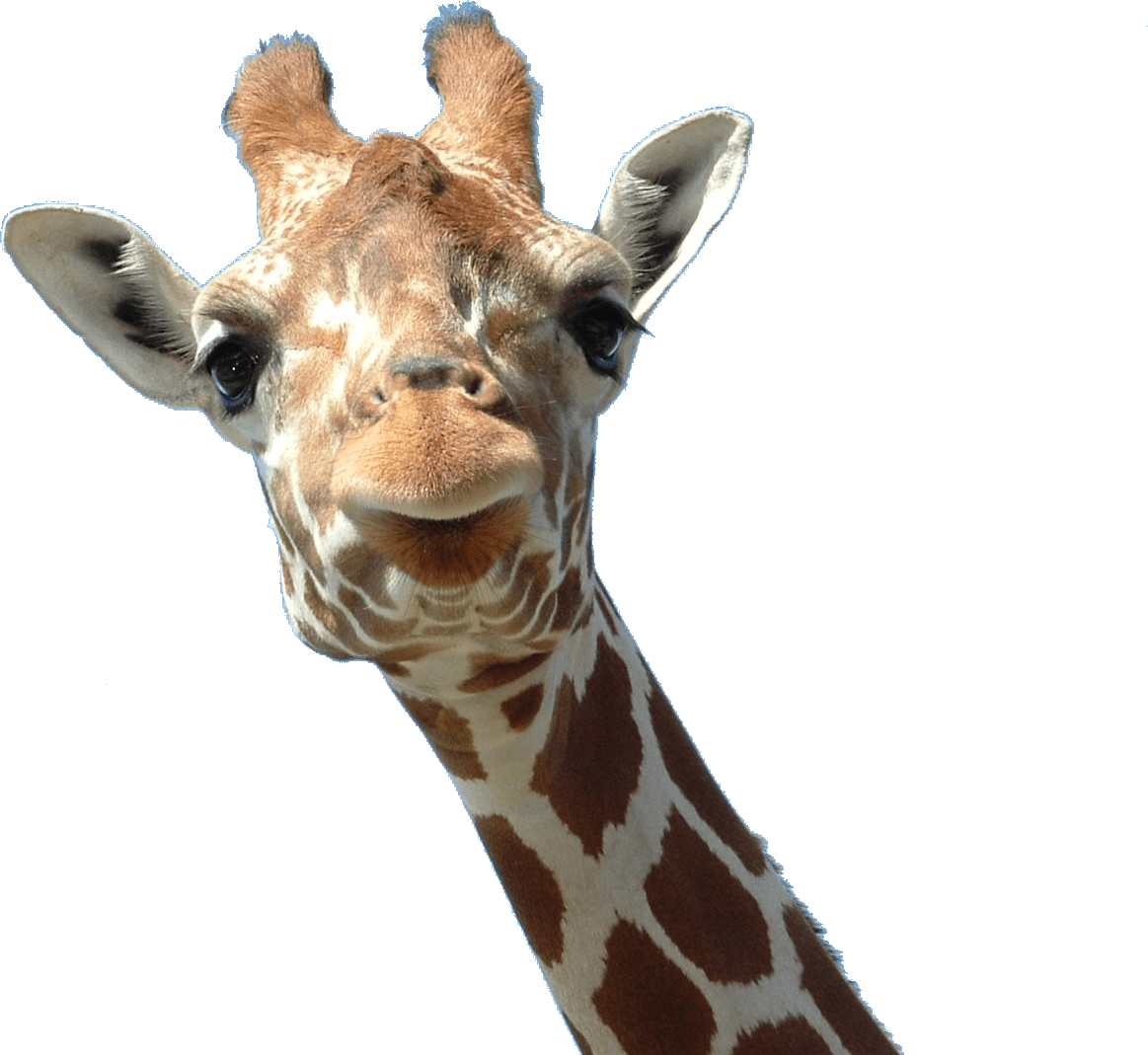 Giraffe Face - Giraffes Transparent, Hd Png Download