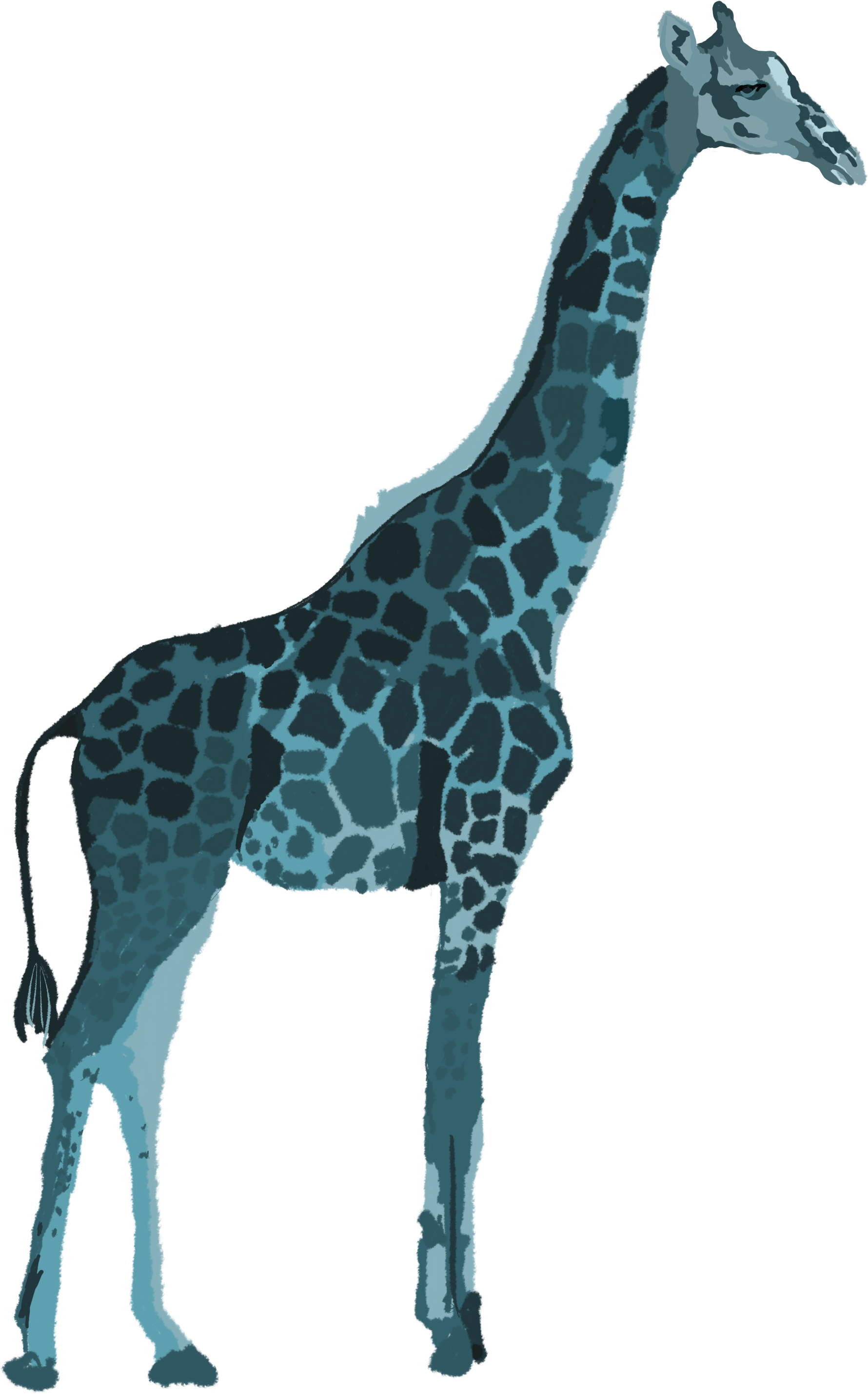 A Giraffe With A Black Background