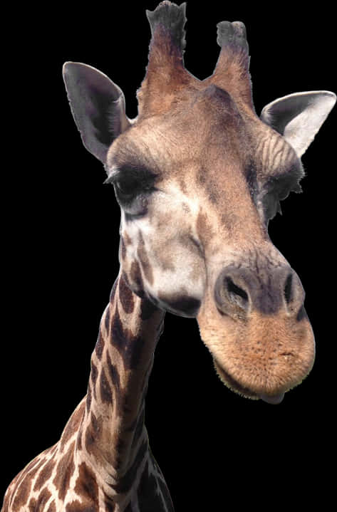 Giraffe-head - Giraffe