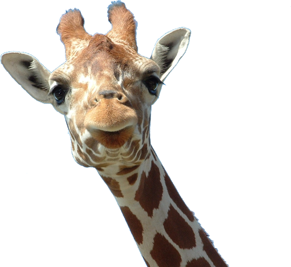 Giraffe Head Ossicone Horn Lamium Amplexicaule - Giraffe Head Png, Transparent Png