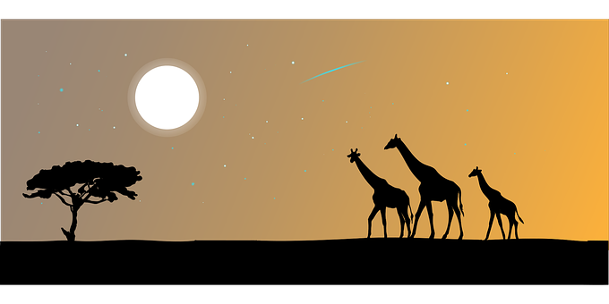 A Silhouette Of Giraffes In The Desert