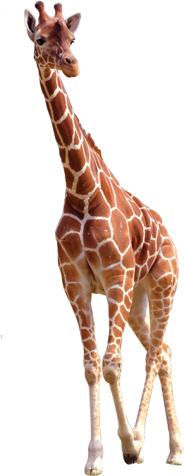 Giraffe Png Image Free Download Searchpng - Giraffe Image Free Download, Transparent Png