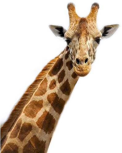Giraffe Png Image - Giraffe In Africa, Transparent Png