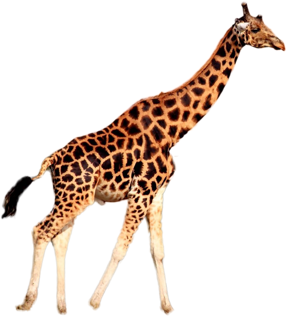 Giraffe Png Image - Giraffe Wearing A Tie, Transparent Png
