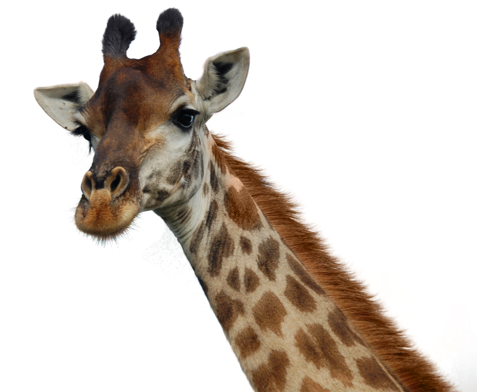 Giraffe Png Pic - Transparent Background Giraffe Head Png, Png Download