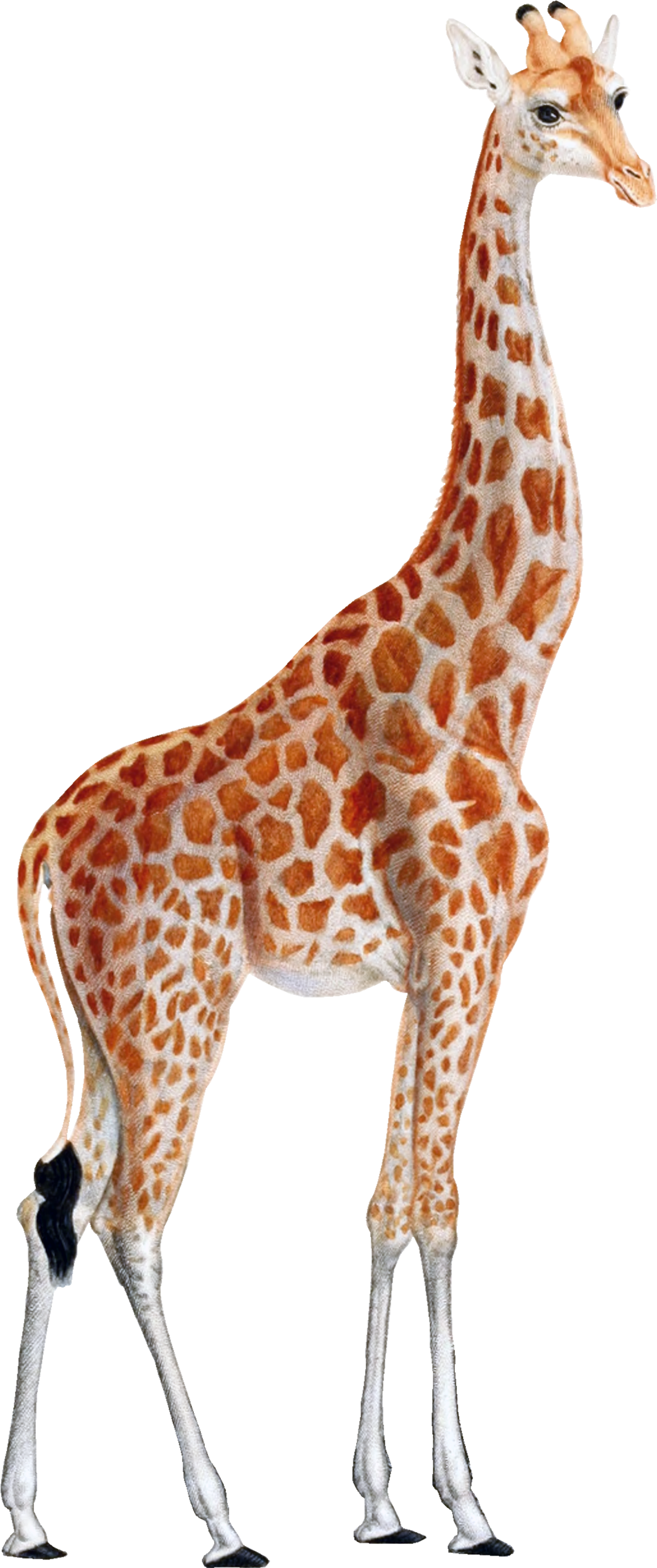 Giraffe Png, Transparent Png