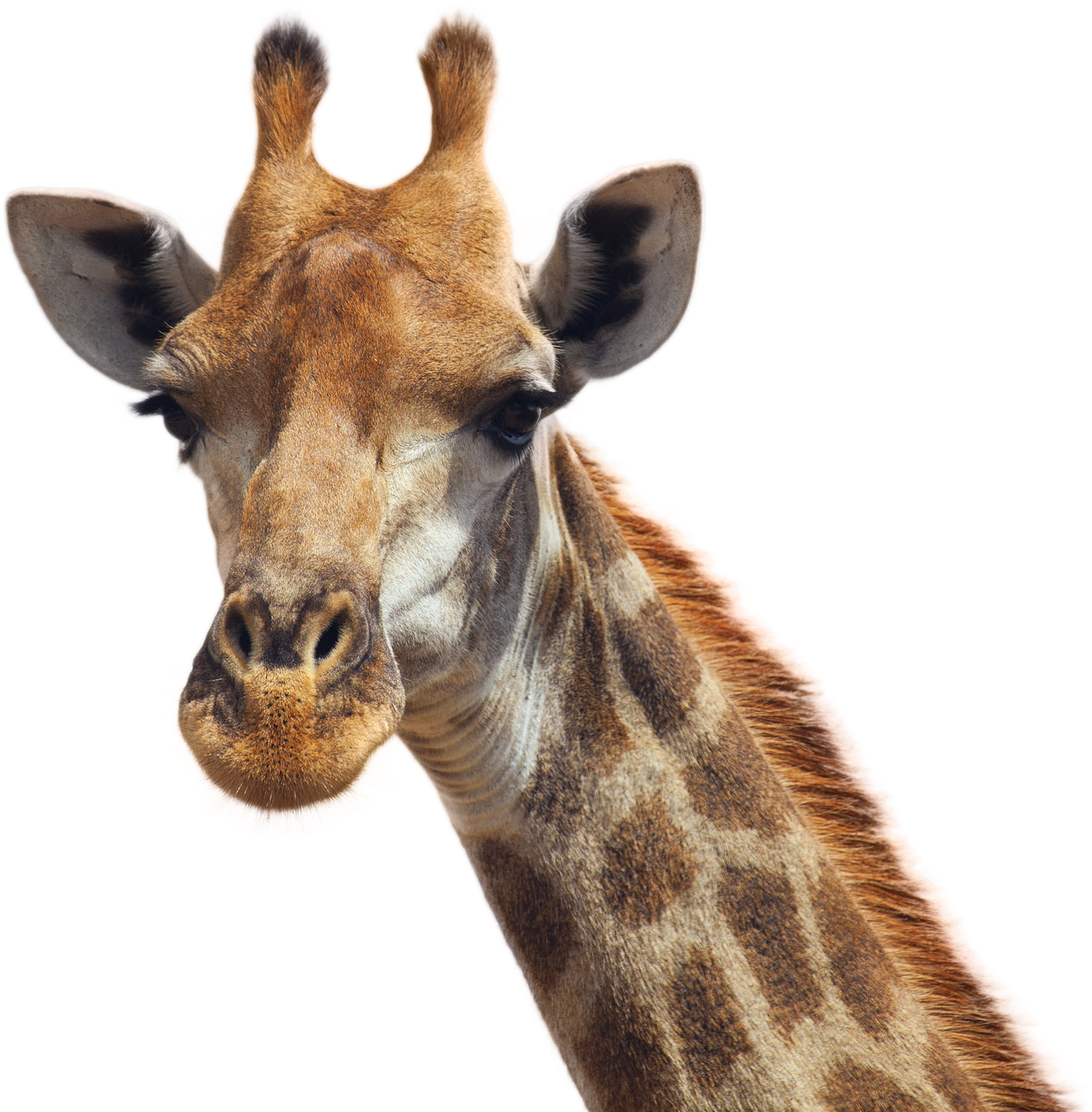 Giraffes PNG