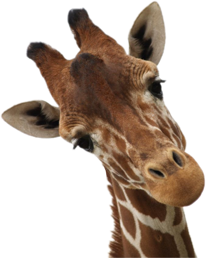 Giraffes Sticker Africa Animal - Baby Giraffe Close Up, Hd Png Download