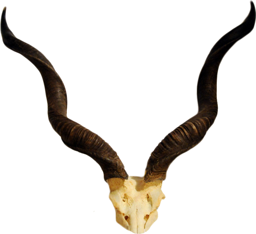 Goat Horns Png 1016 X 930