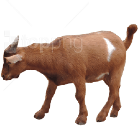 Goat Horns Png 472 X 430