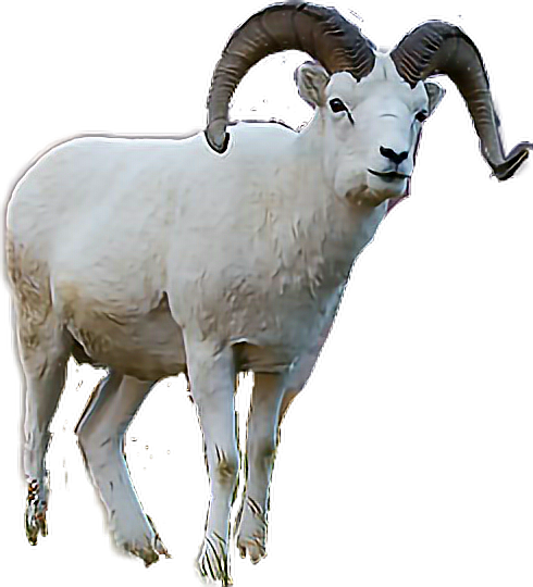 Goat Horns Png 490 X 540